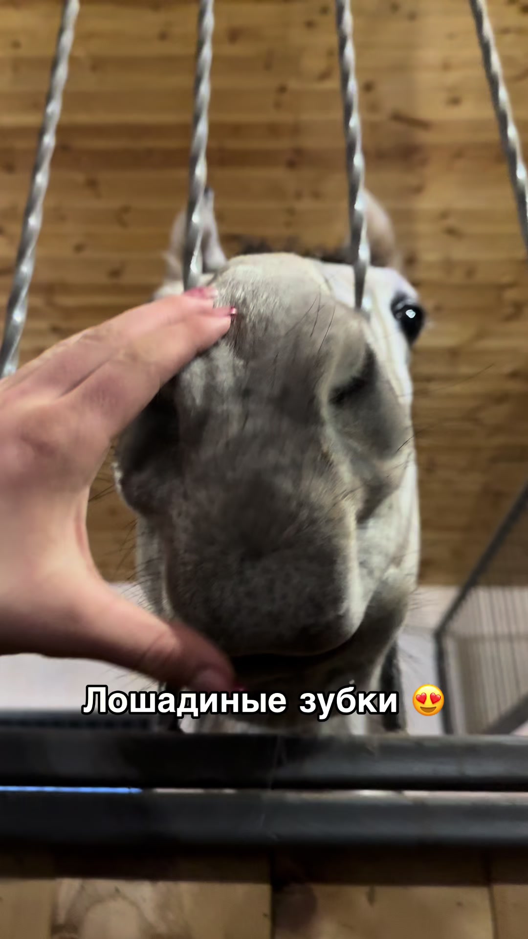 @🐎Ева🐎