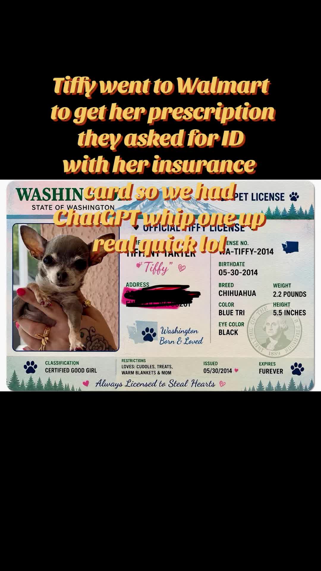 @Tinytiffytheteacupchihuahua