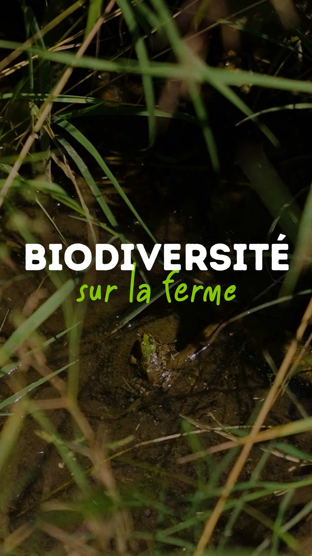 @Goran Le Permaculteur
