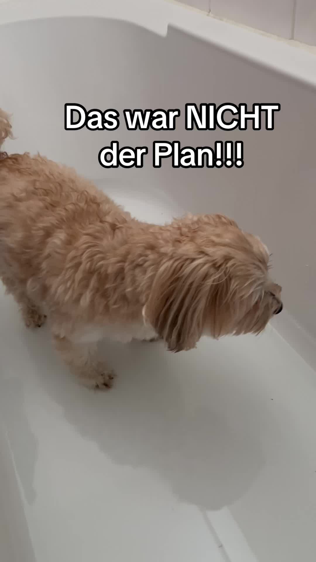 @DogMilow
