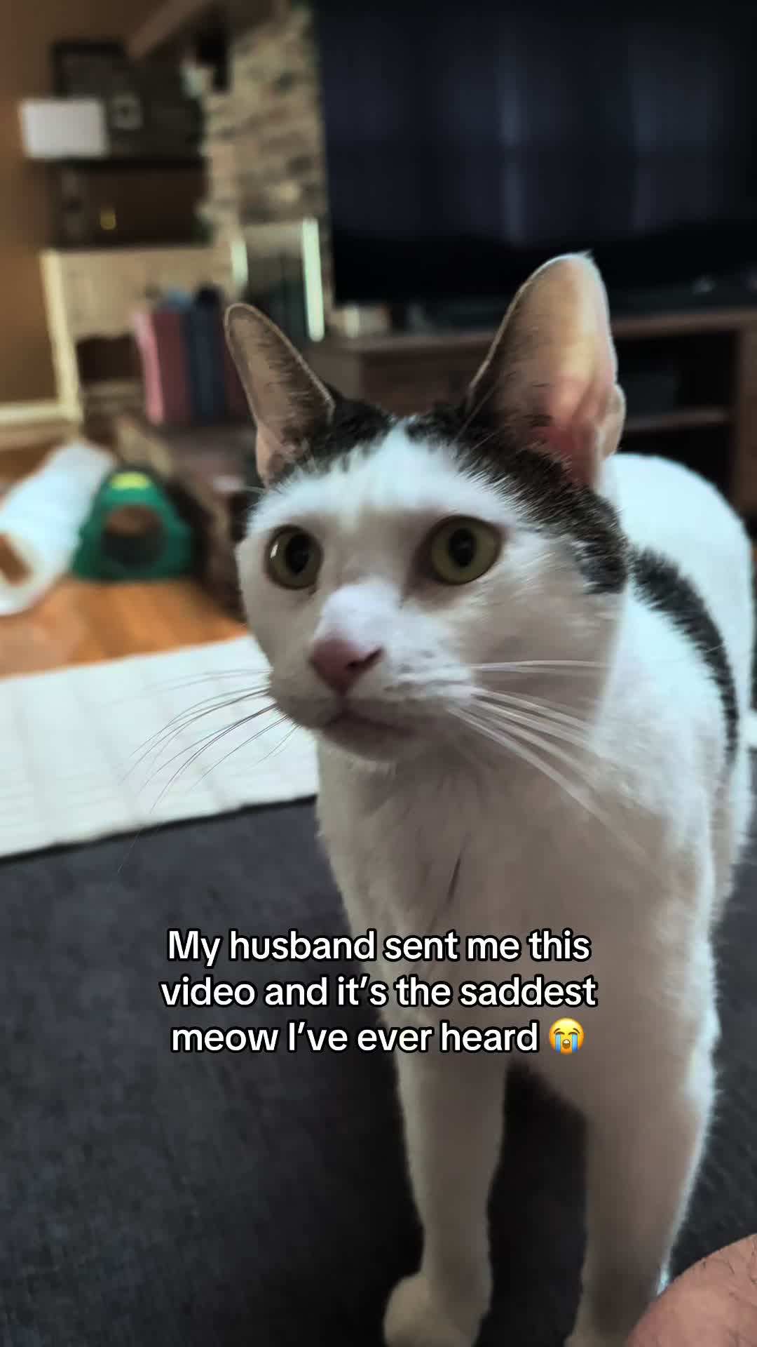@Angel the Cat Mom