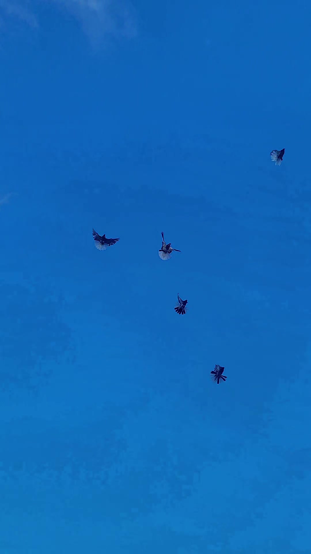 @Pigeons Tv