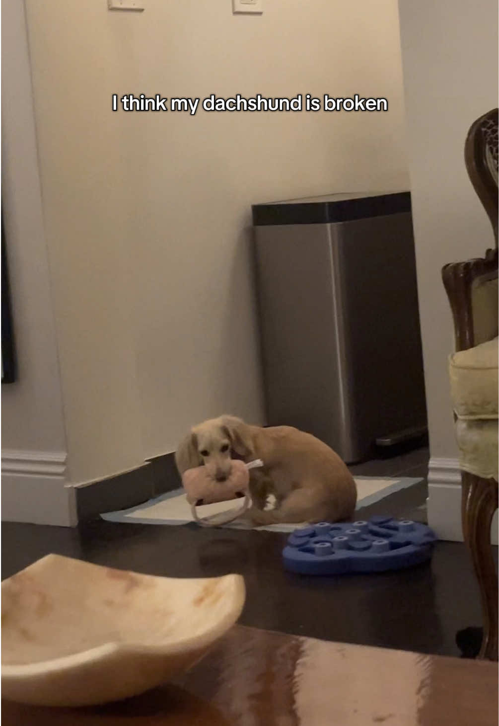 @Bisou 🤍 Cream Mini Dachshund