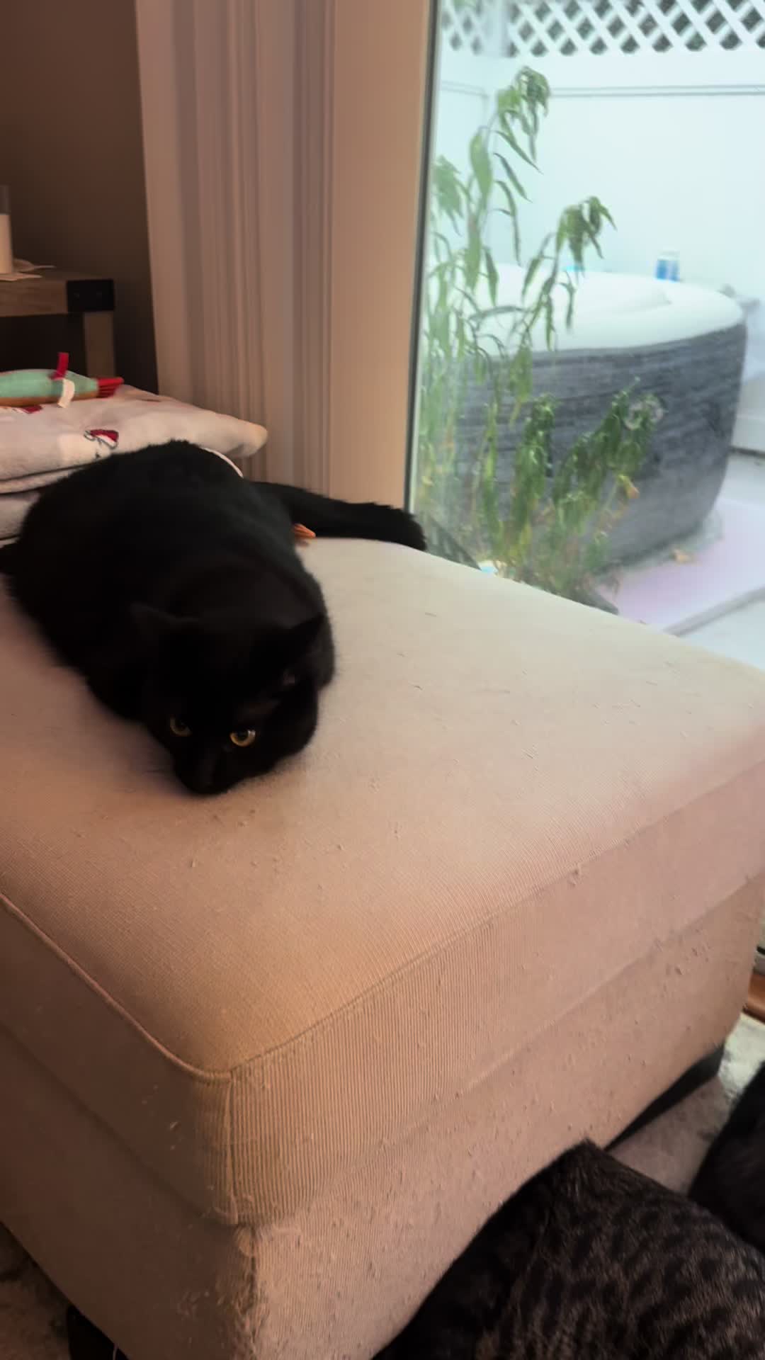 @TailsandWhiskersCo