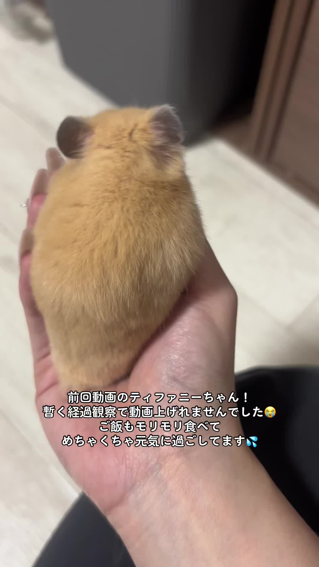 @チンチラ飼いたいアラサー女子