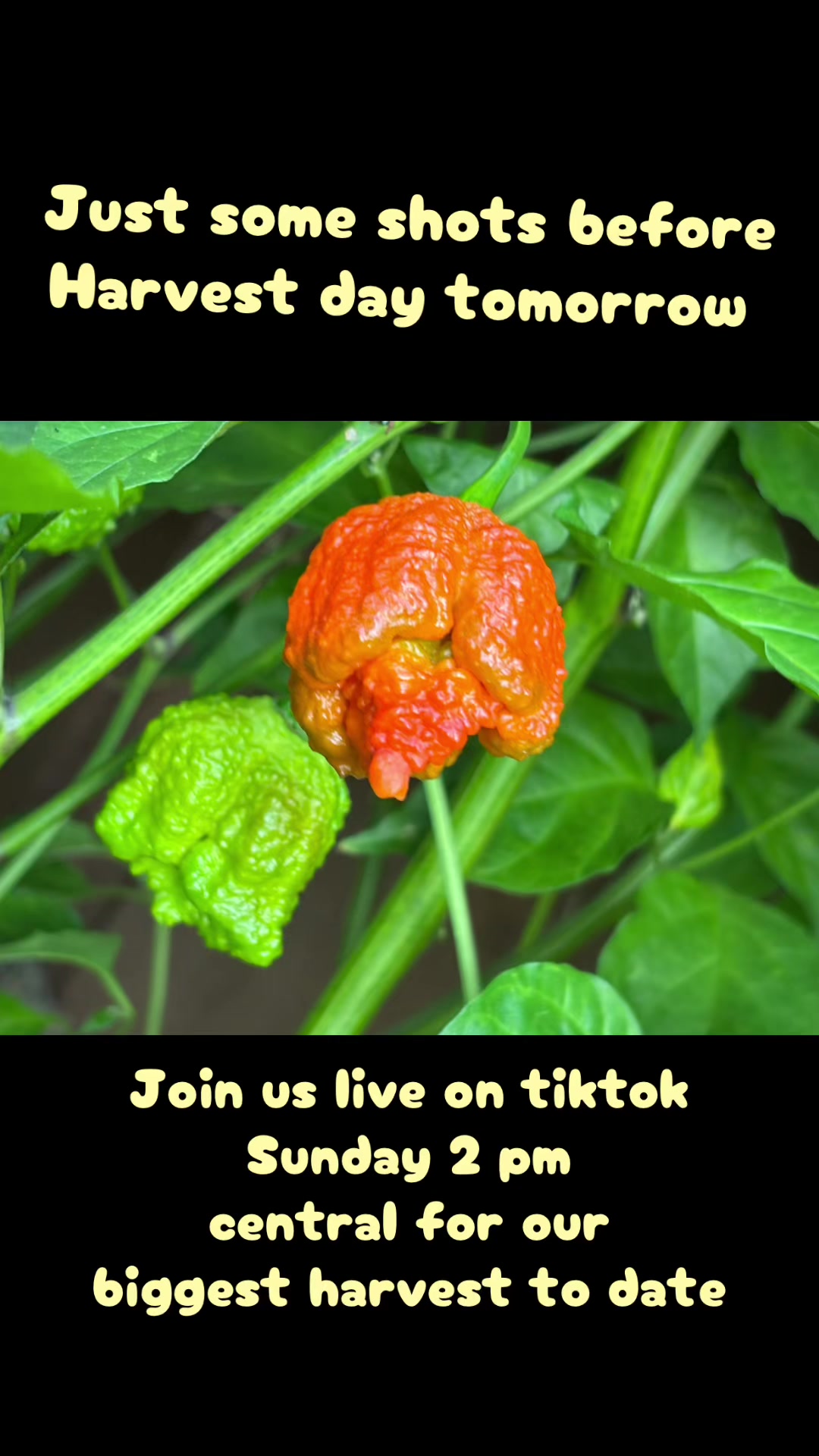 @Jdeaththepepperguy 🌶️AGX🌶️🌱