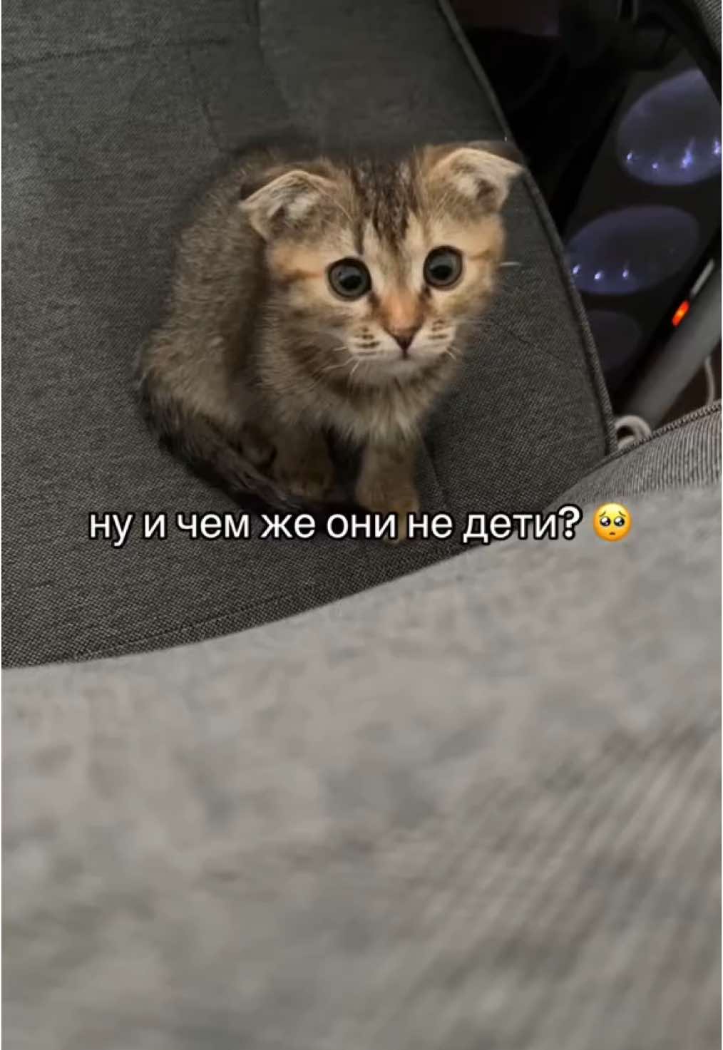 @kotik_unaa