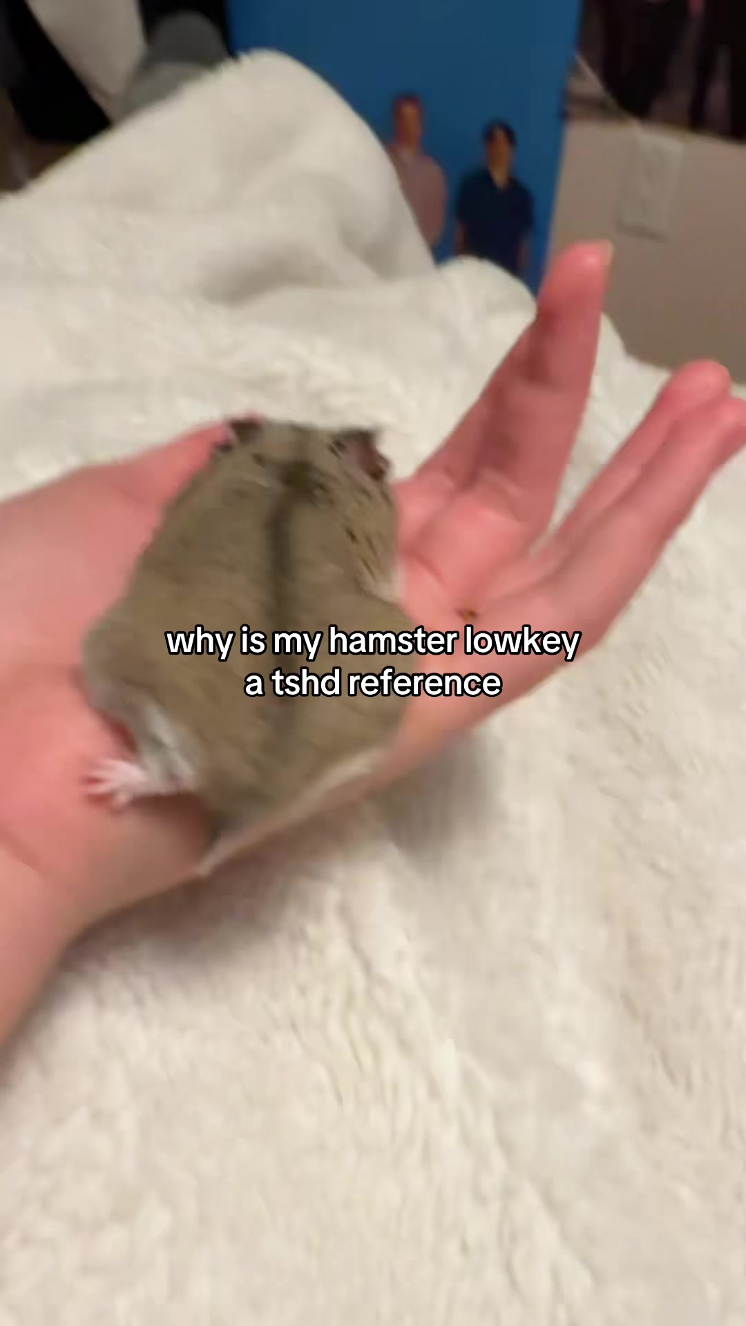 @๐ฆน๐๐๐๐๐๐ฆน