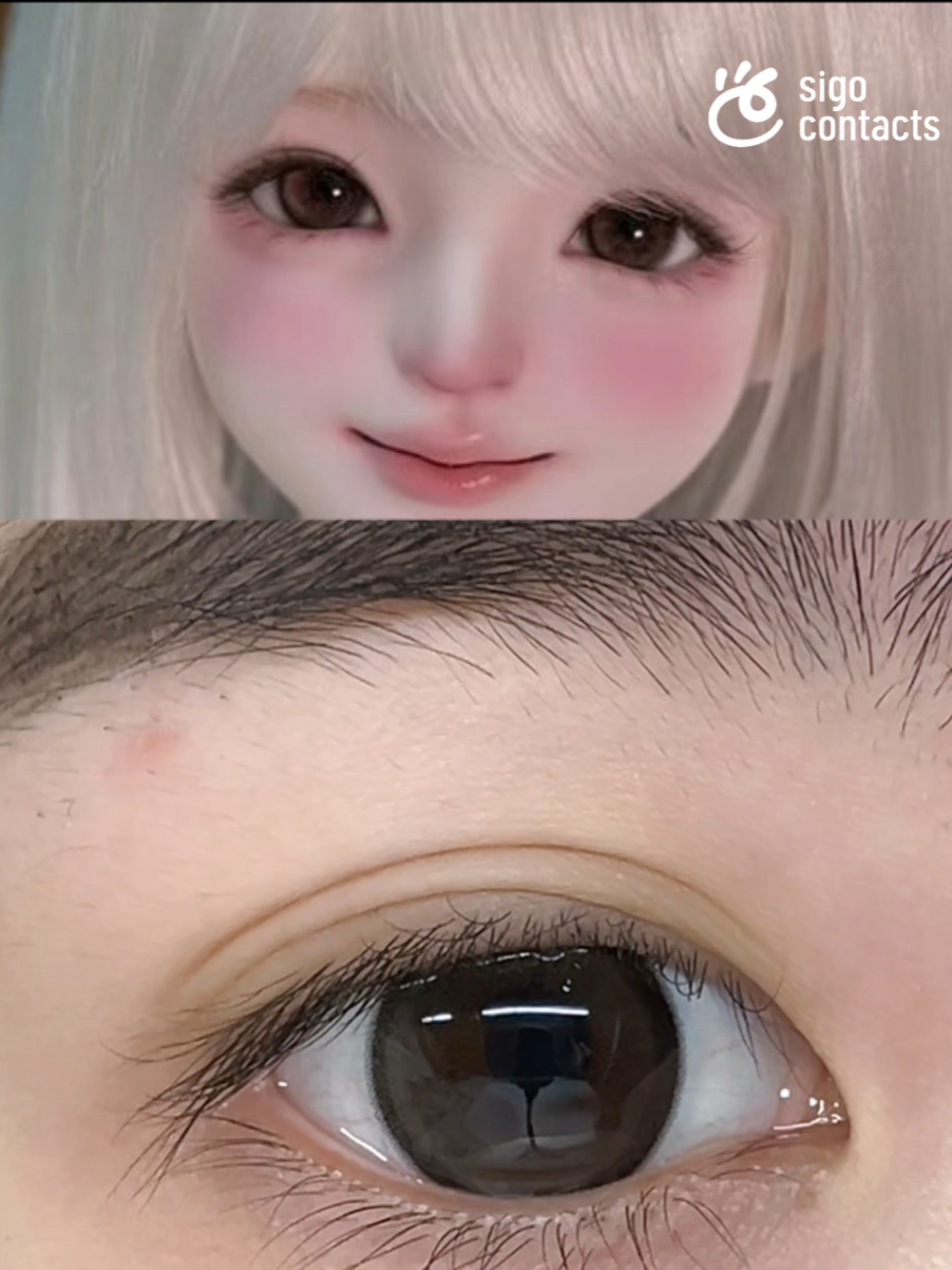 @sigocontacts_official