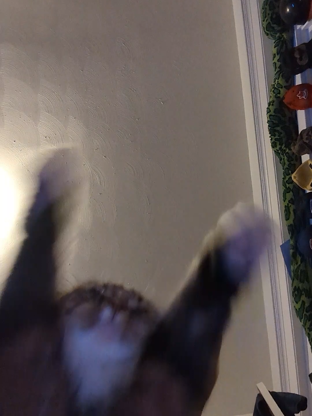 @Harry Styles the cat 😺😺