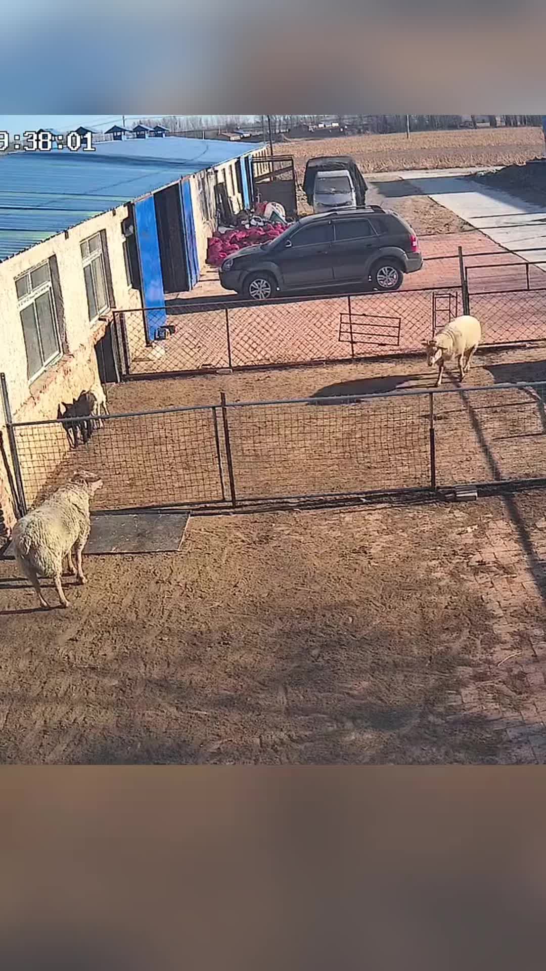 @Animal story
