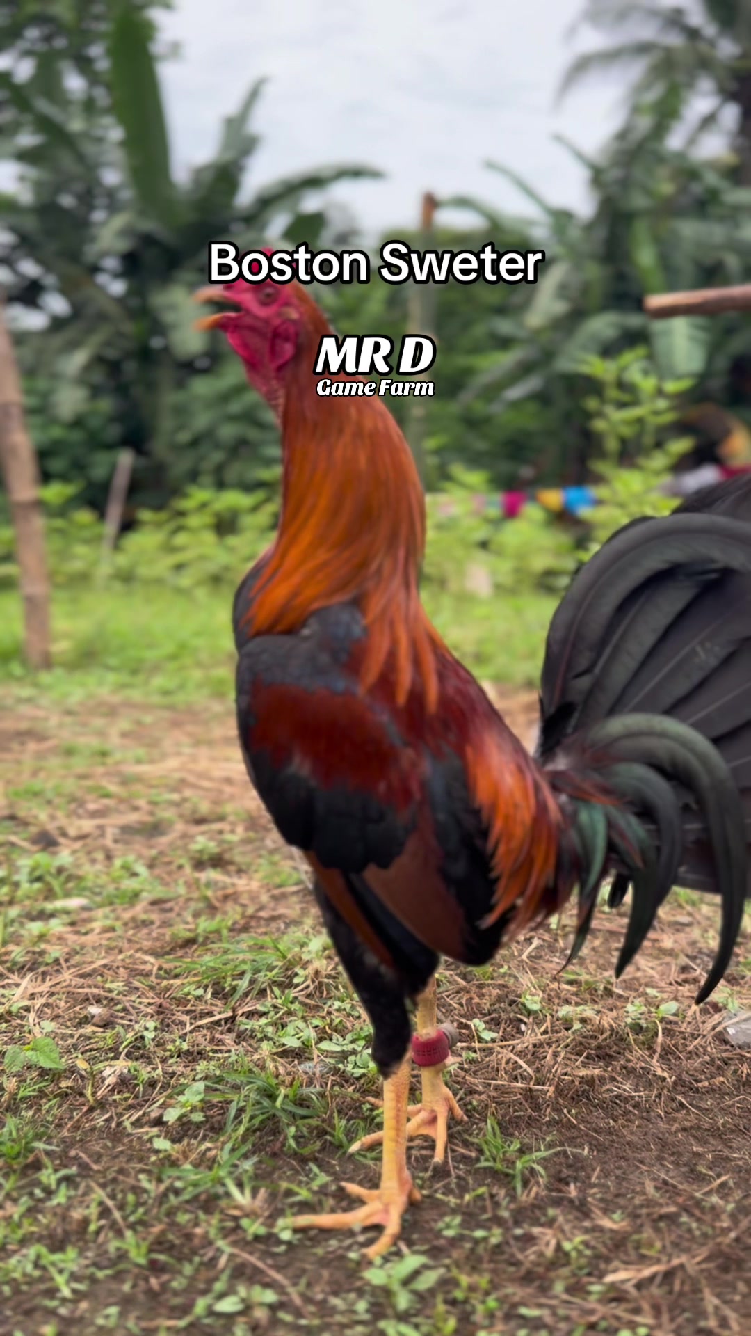 @MR D Game Farm