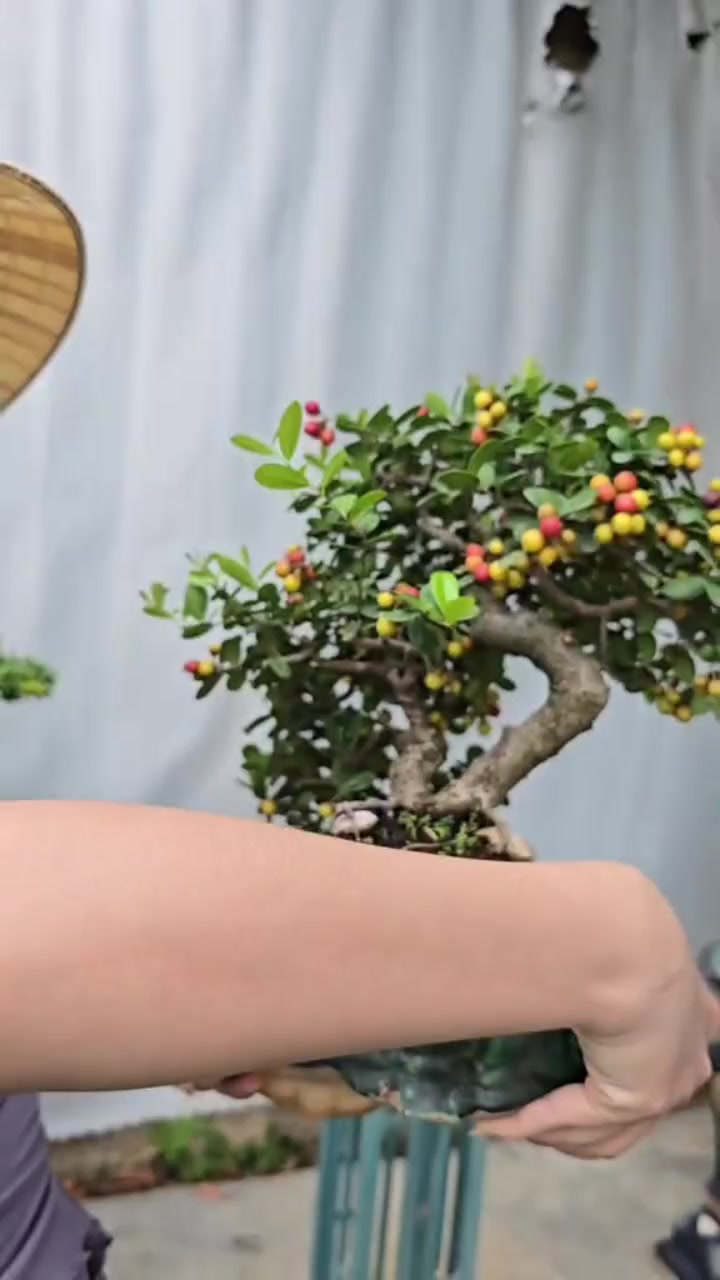 @bé bự bành bung