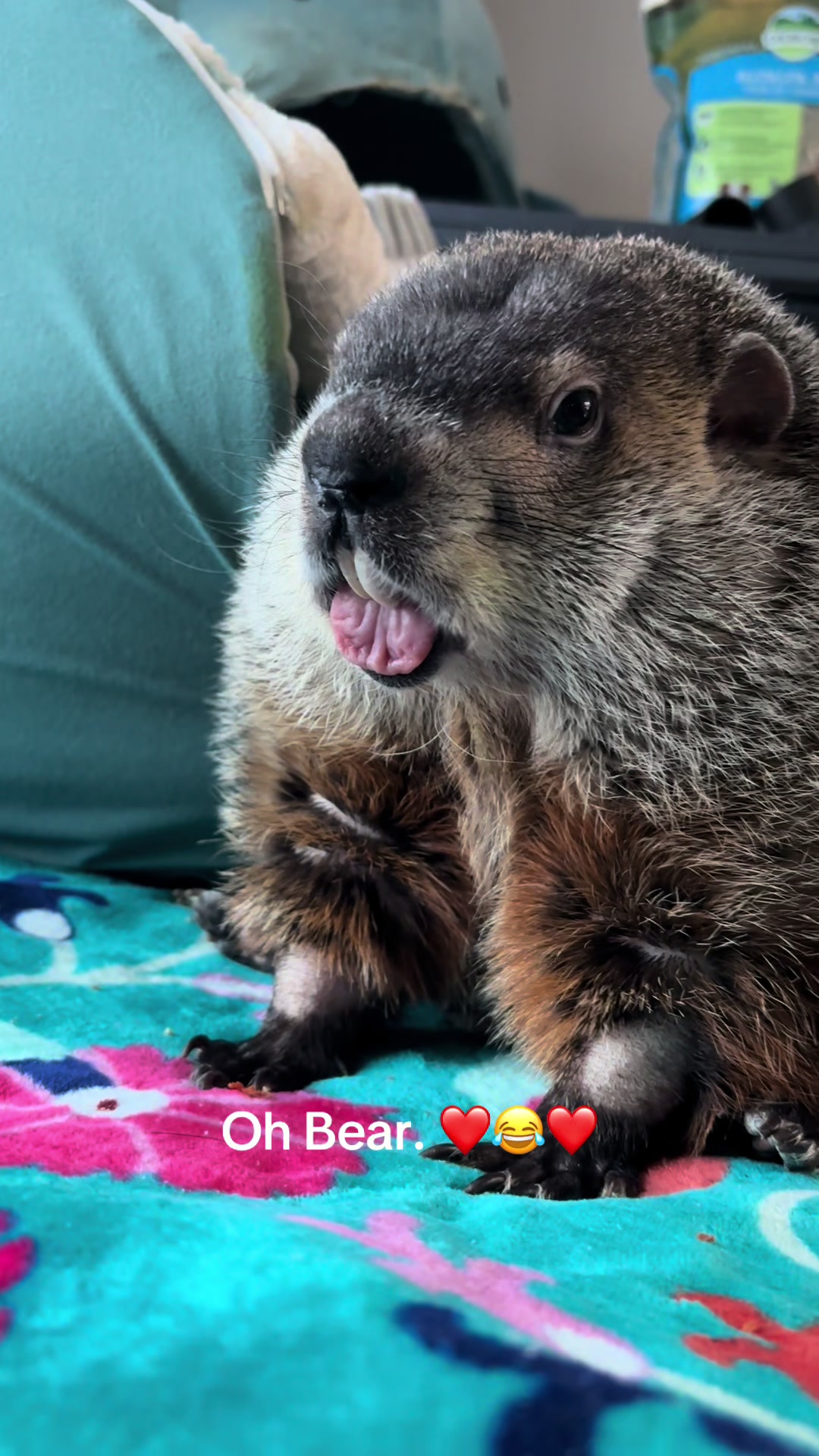 @Wilbur the Woodchuck