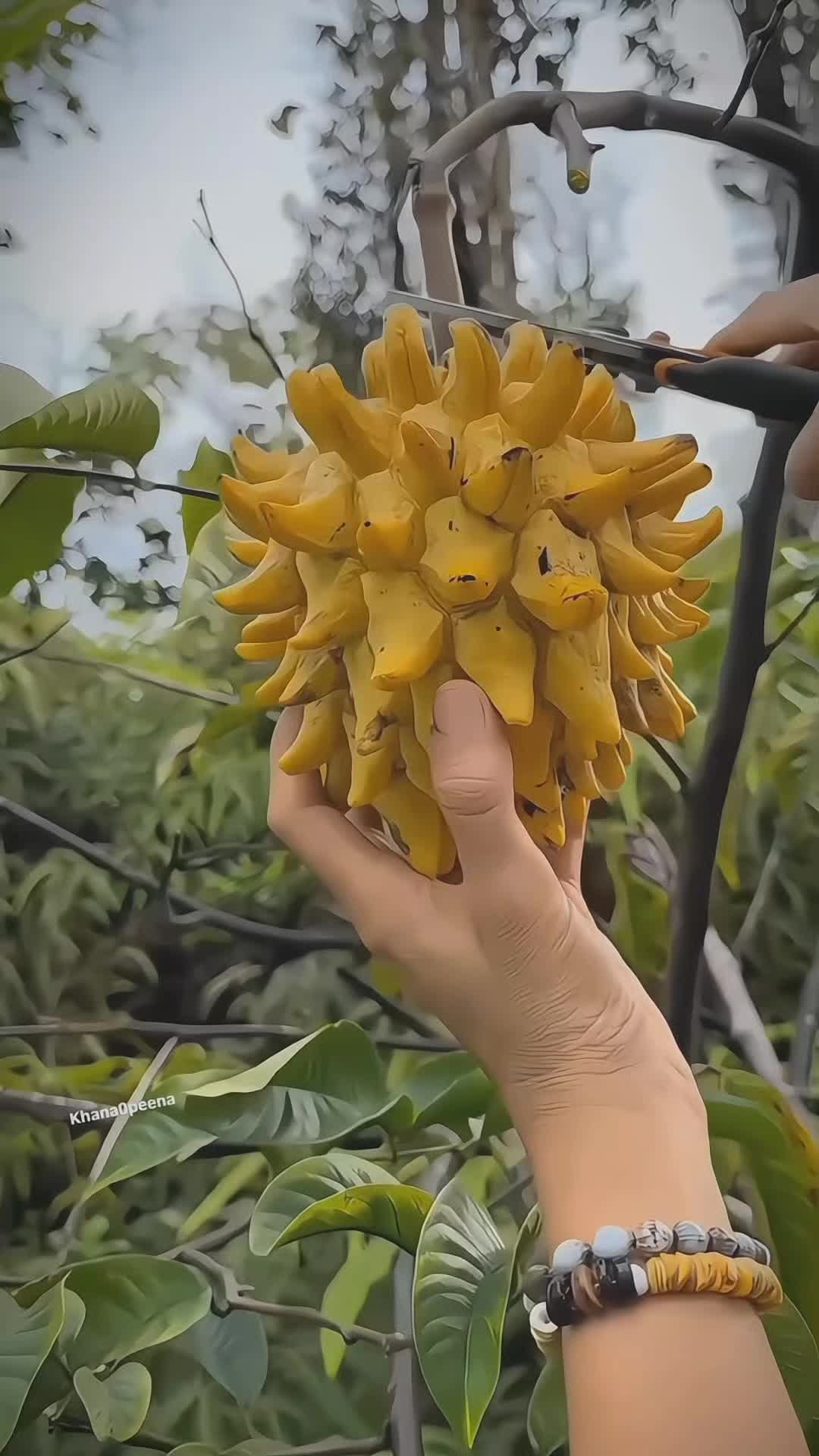 @Fruits🍑 Video
