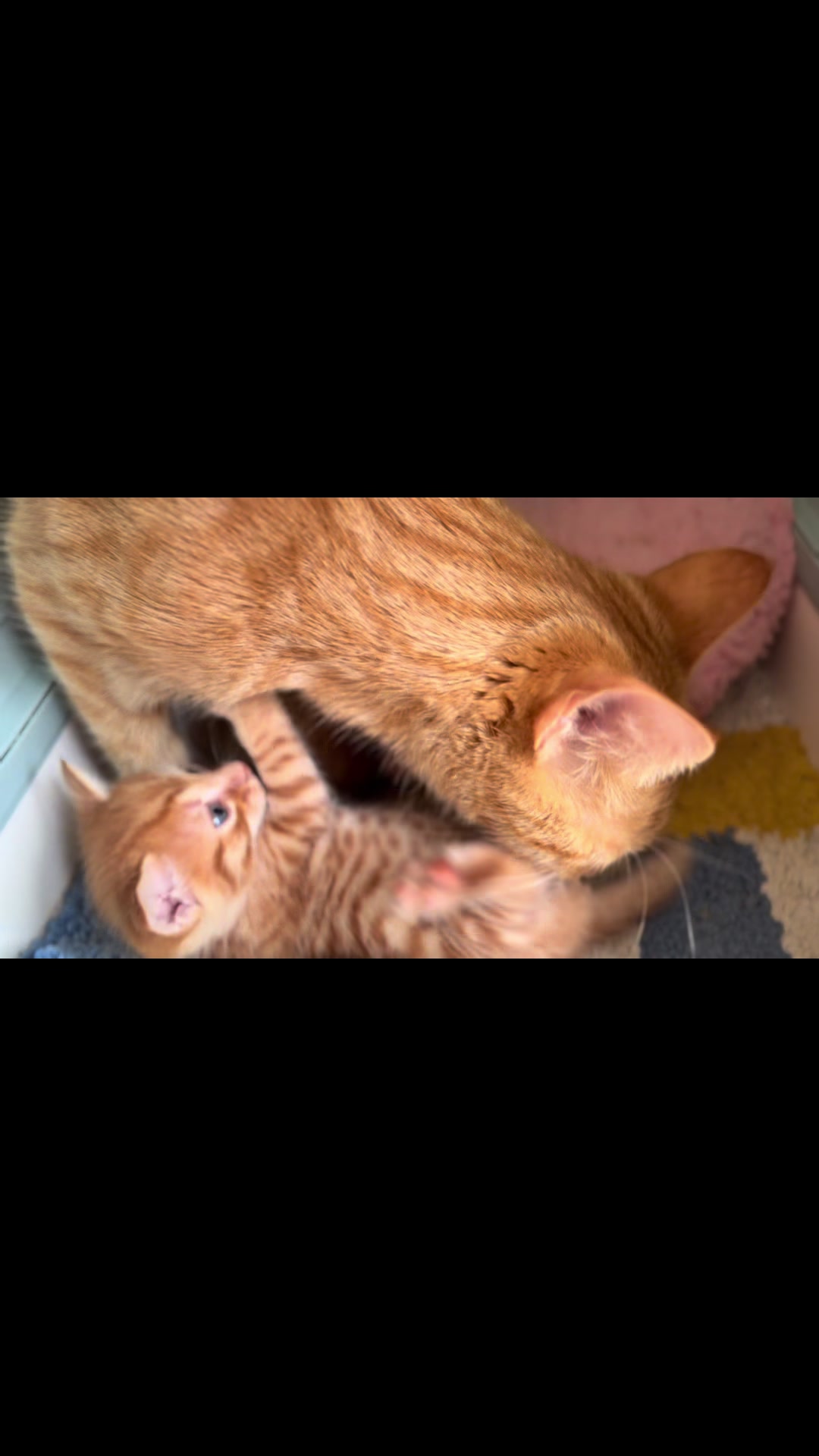 @Gatos todos os dias