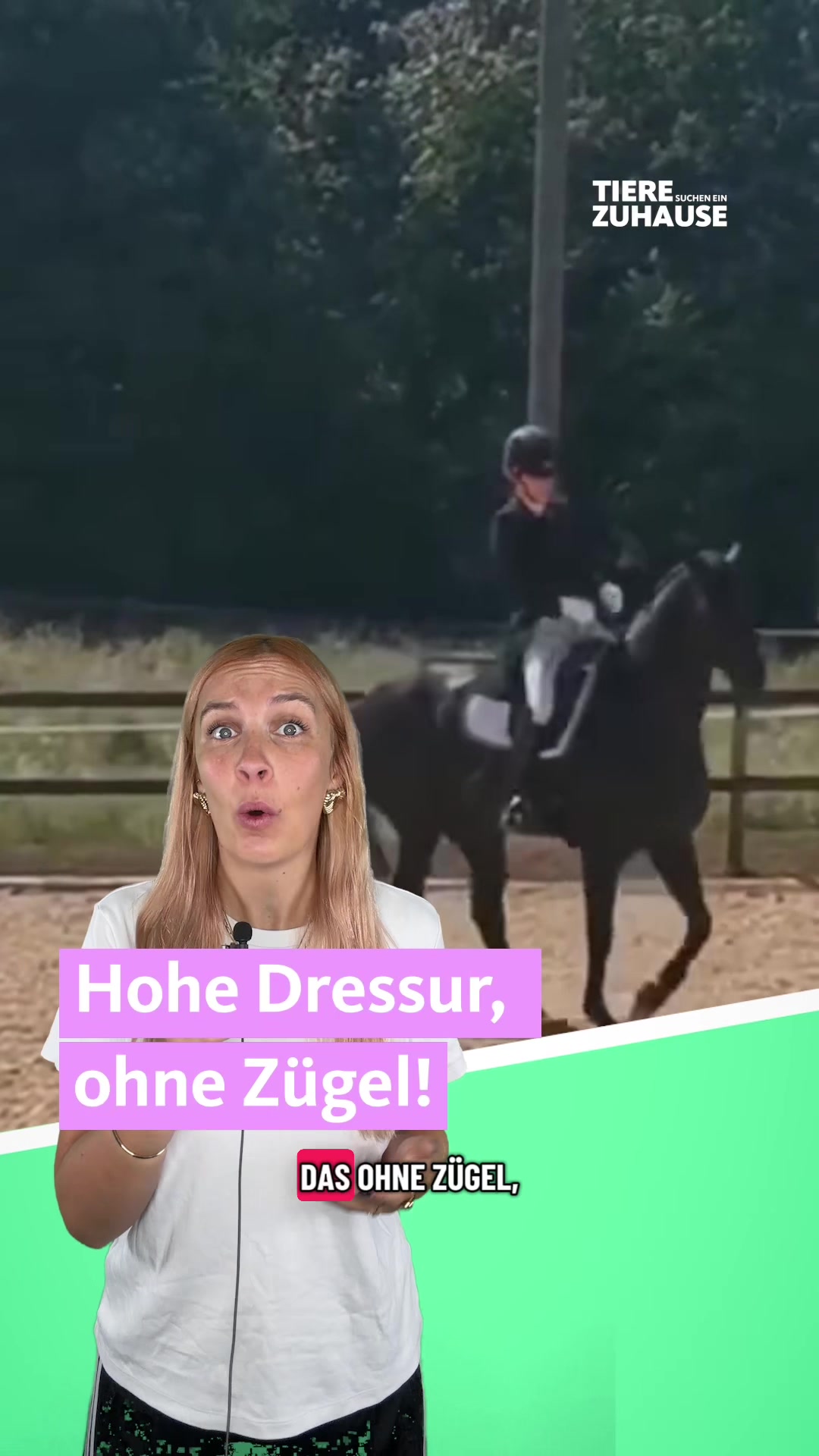 @Tiere suchen ein Zuhause