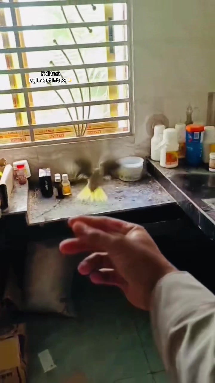 @𝑩𝒊𝒓𝒅𝒔 𝑯𝒐𝒃𝒃𝒚