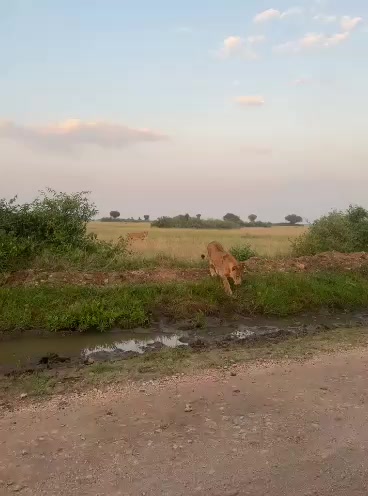@marbanjisafaris