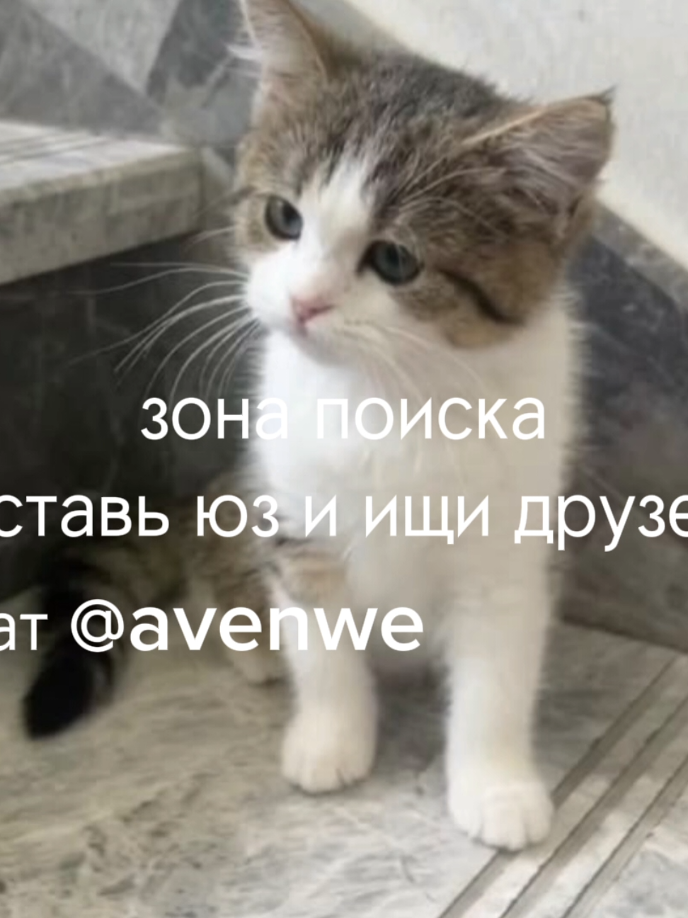 @avenew чат