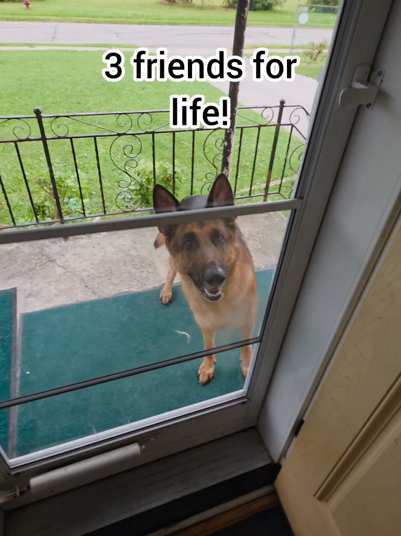 @BuddyandMikes Pal