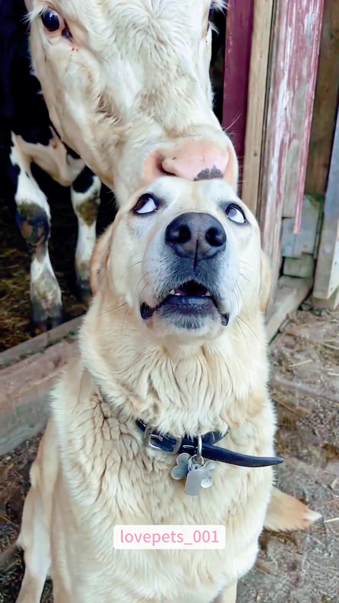 @lovepets_001