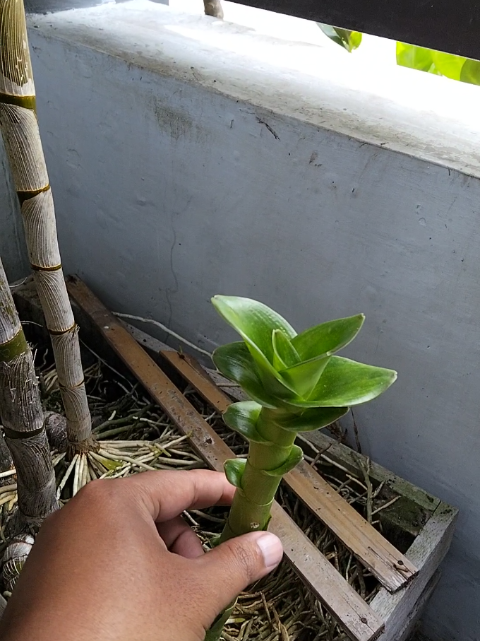 @Bani Orchid