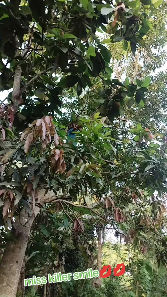 @mahicko