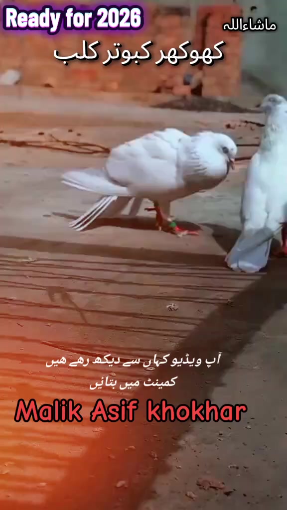 @آصو کھوکھر