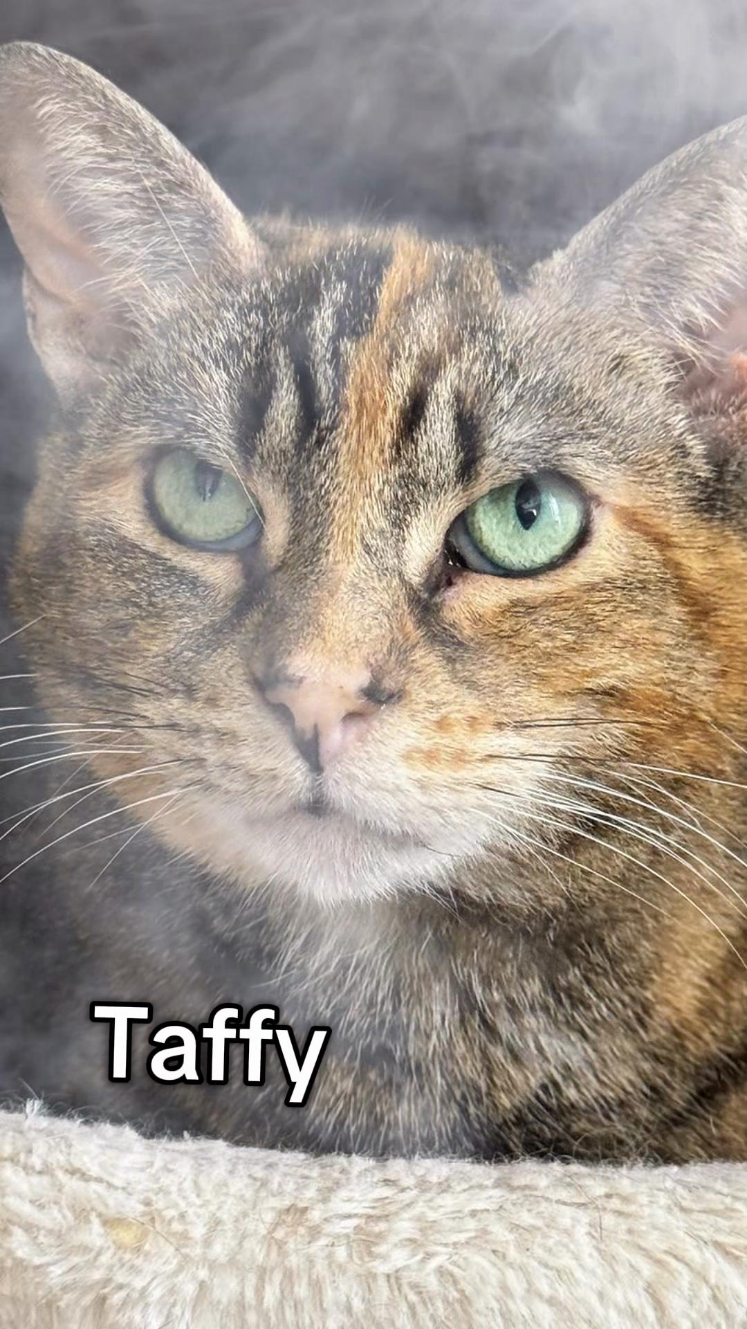 @North Toronto Cat Rescue