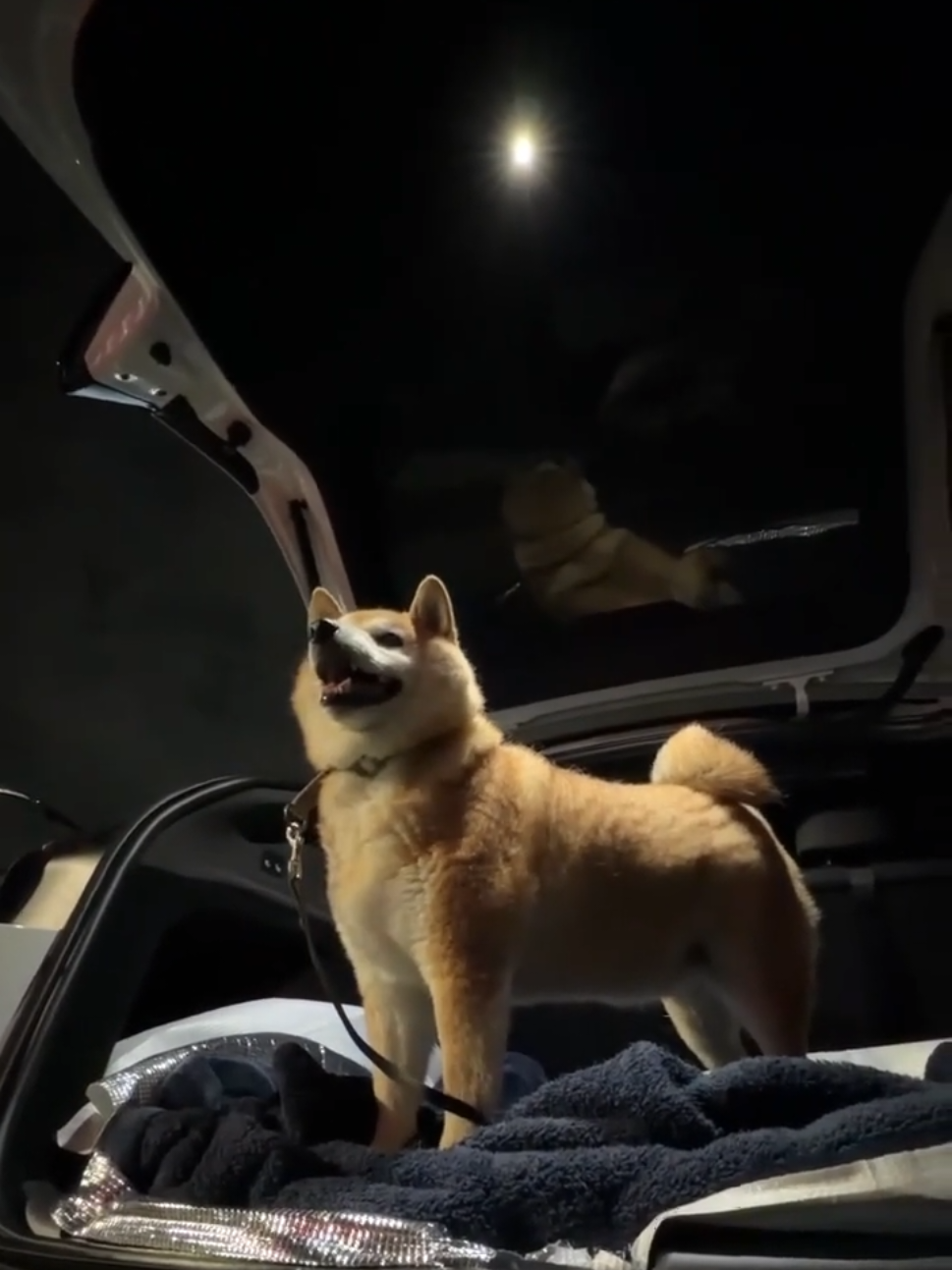 @柴犬とんこつ