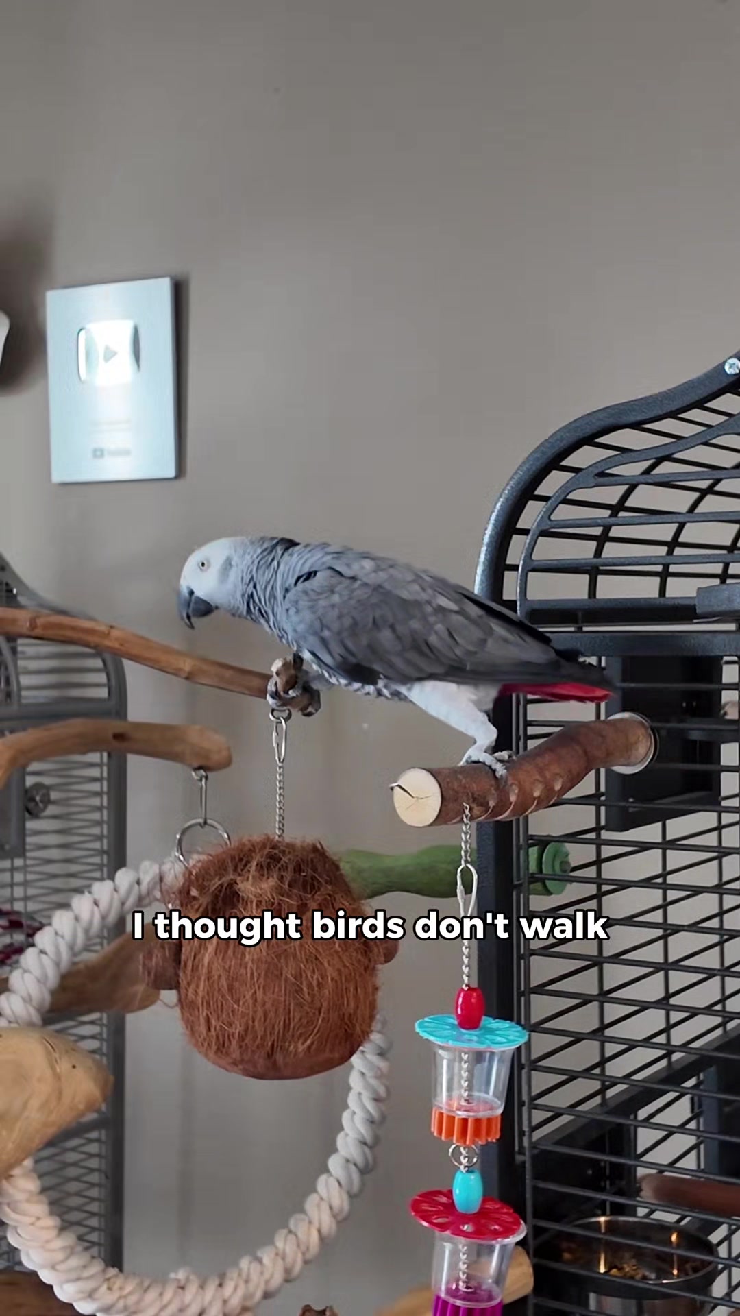 @Gizmo The Grey Bird