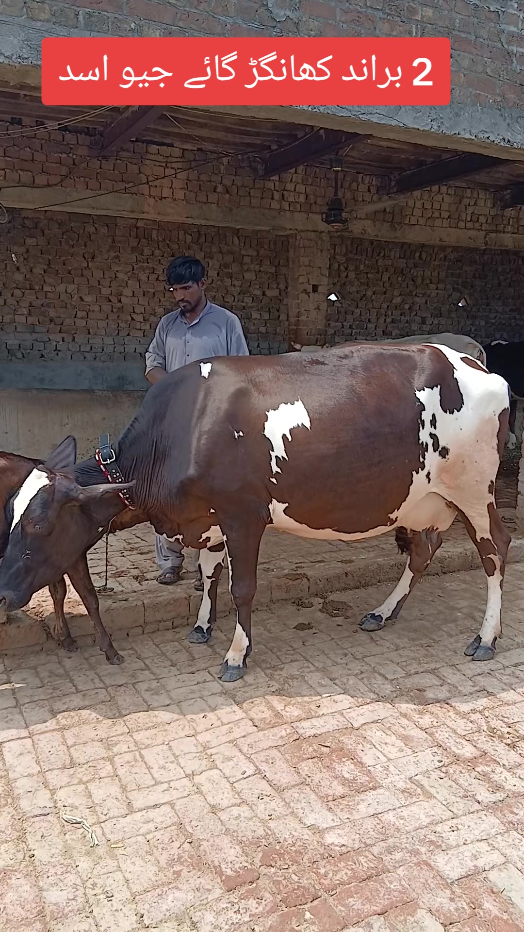 @Farming and Business Ideas