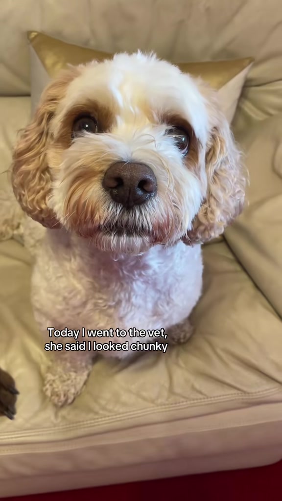 @My Cavachon