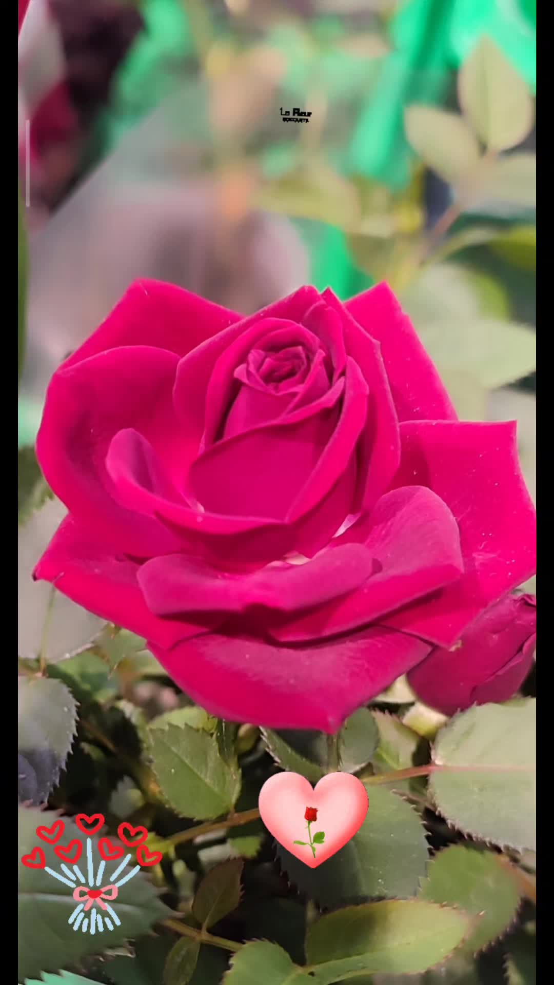 @Gik77777 ๐Angels๐