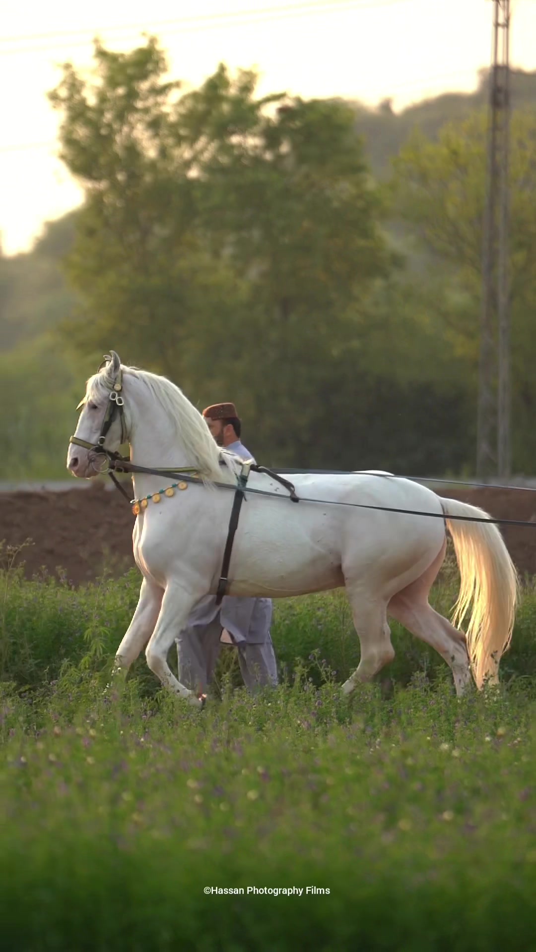 @SUNRISE STUD FARMS RAWALPINDI