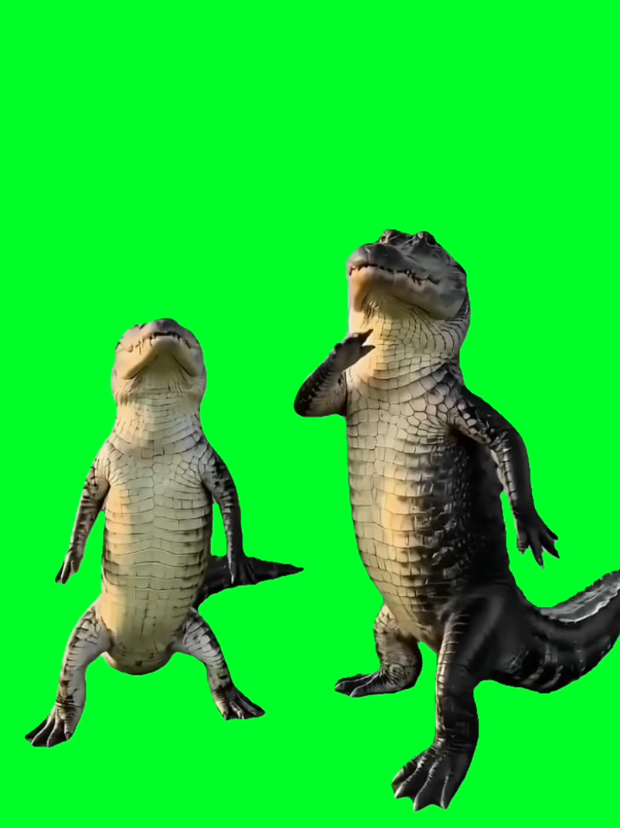 @TikTok Template