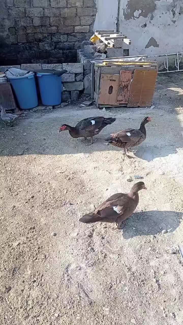 @MAŞTAĞA_QUŞCULUĞ