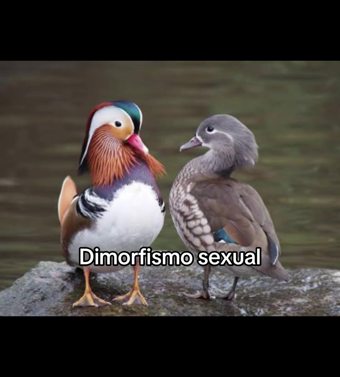@alanbrito👀