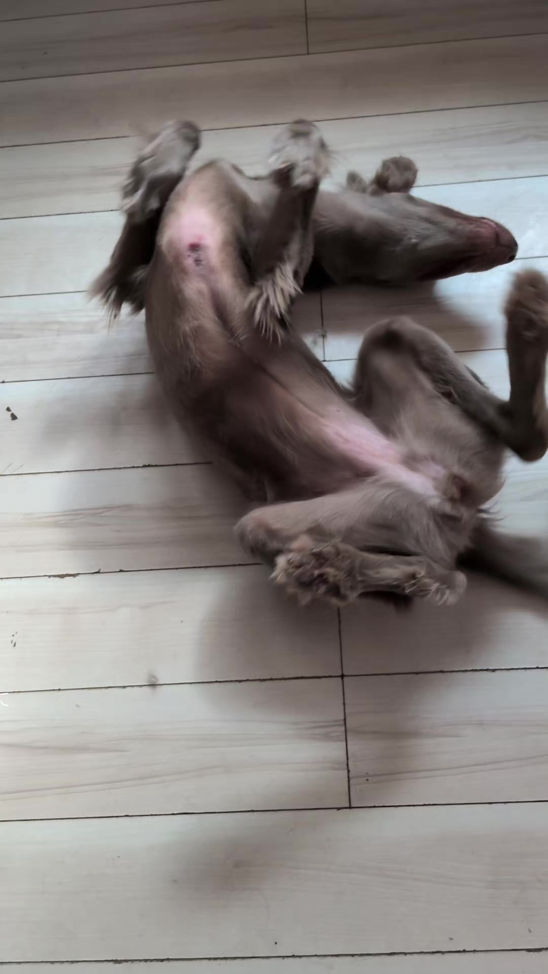 @大型犬3頭&小型老犬4頭多頭飼いの生活