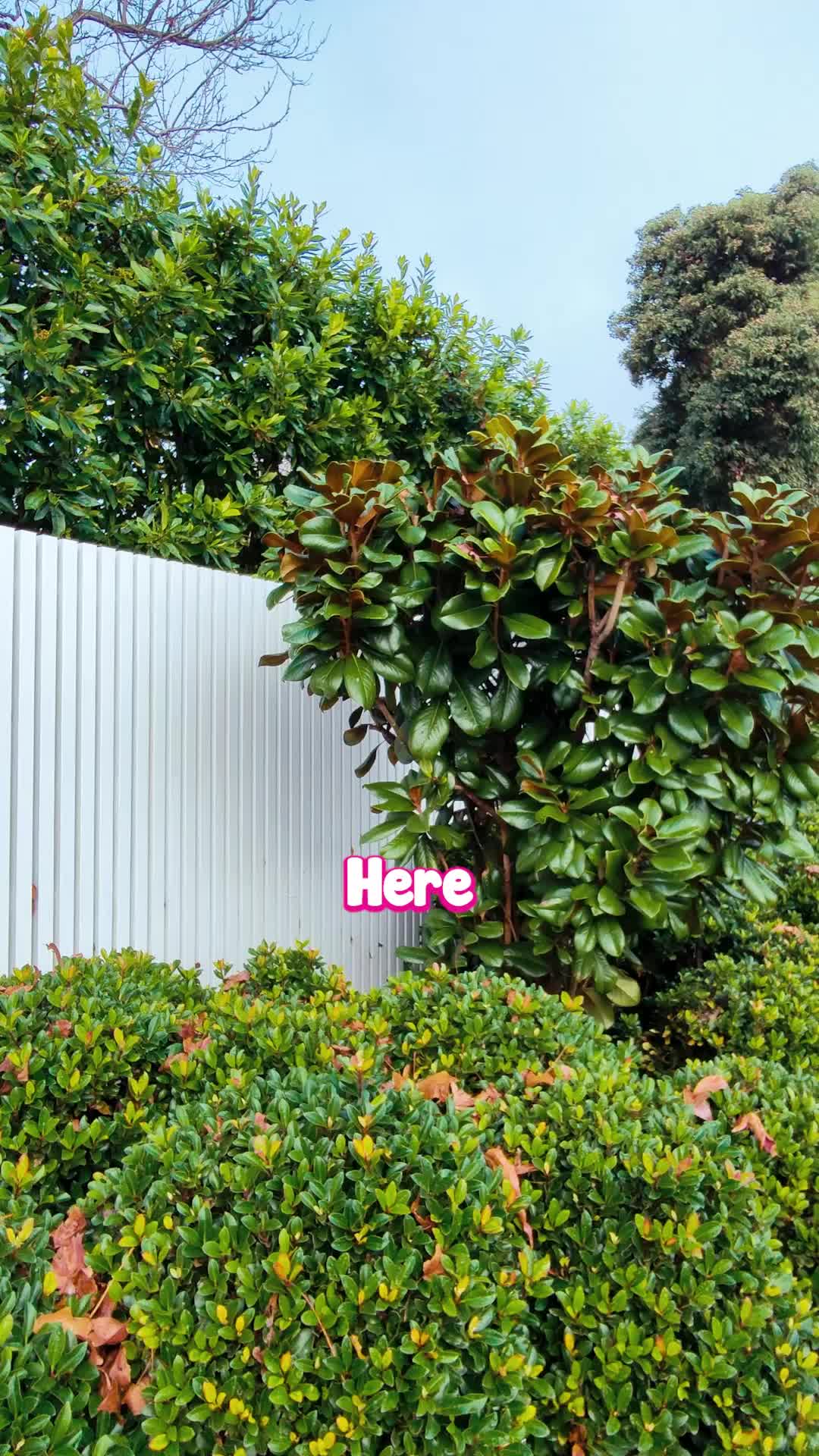 @Hello Hello Plants Nursery