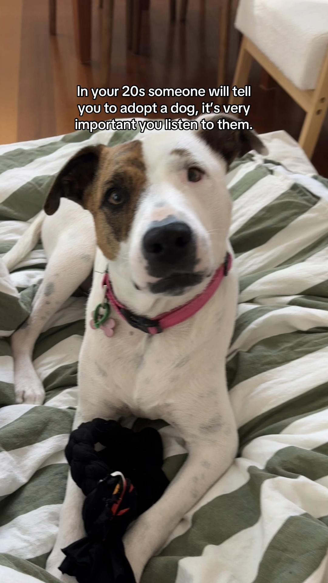 @Auckland Puppy Rescue