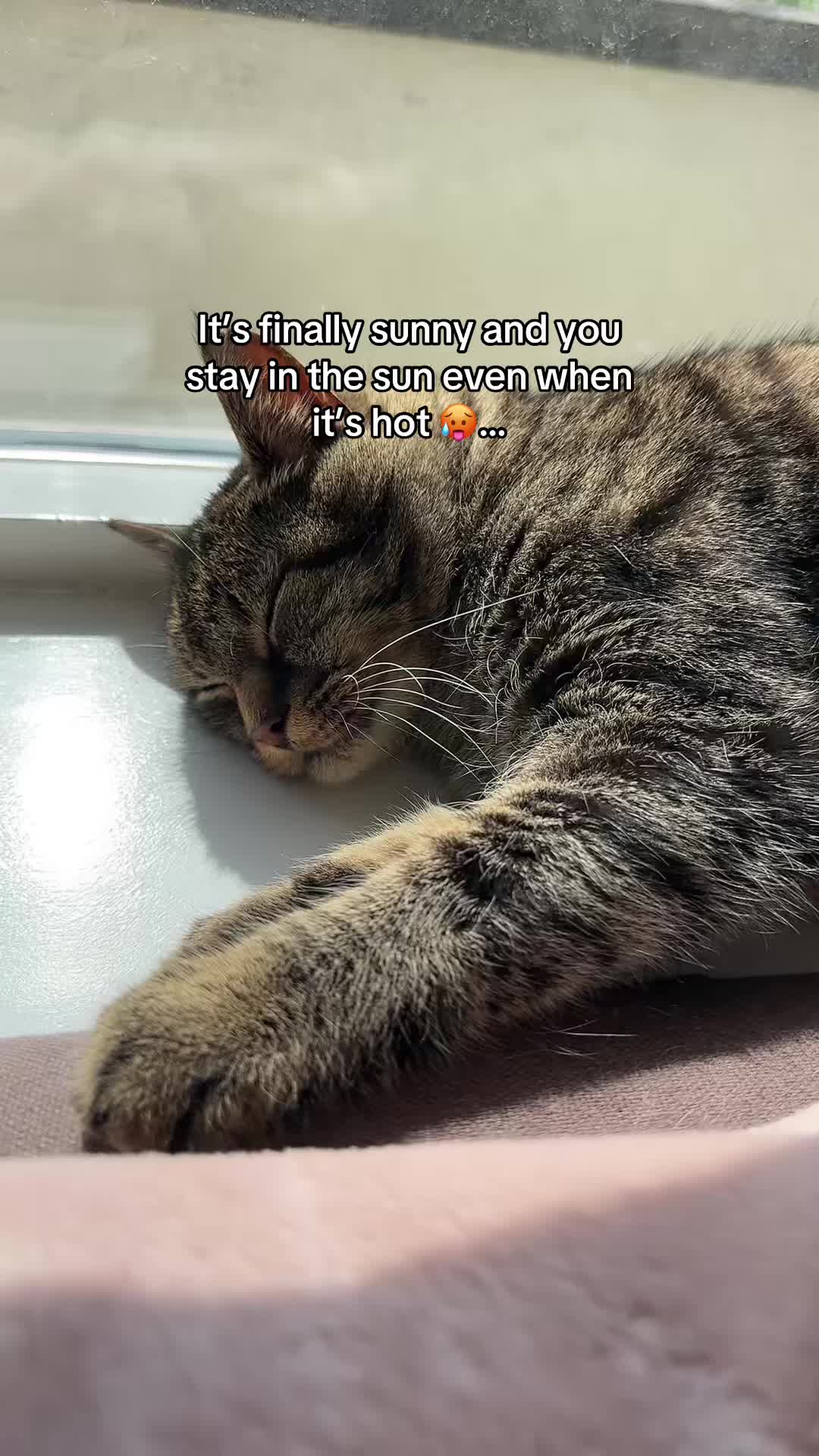 @Joep_the_ rescuecat
