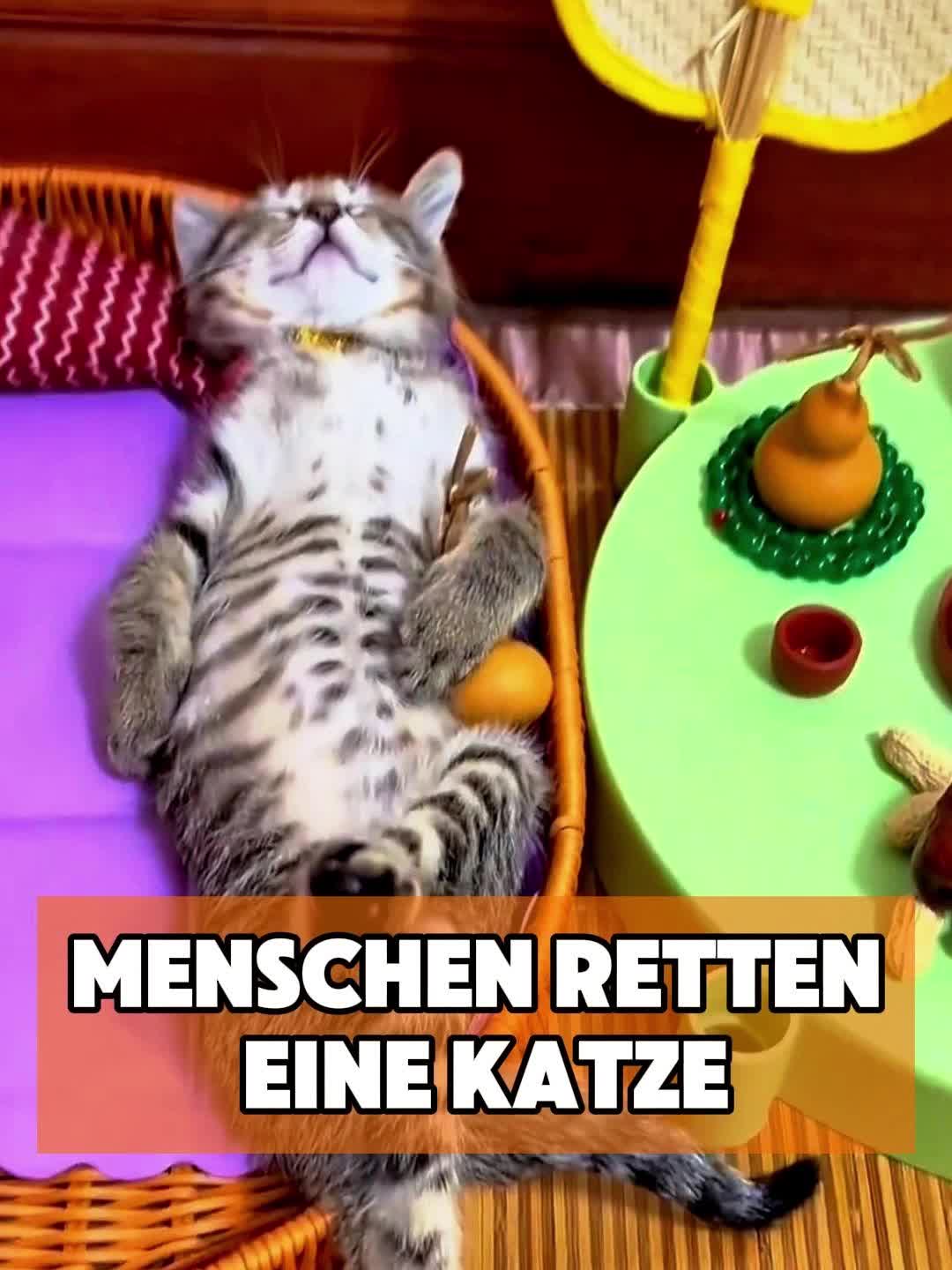 @toto_tier