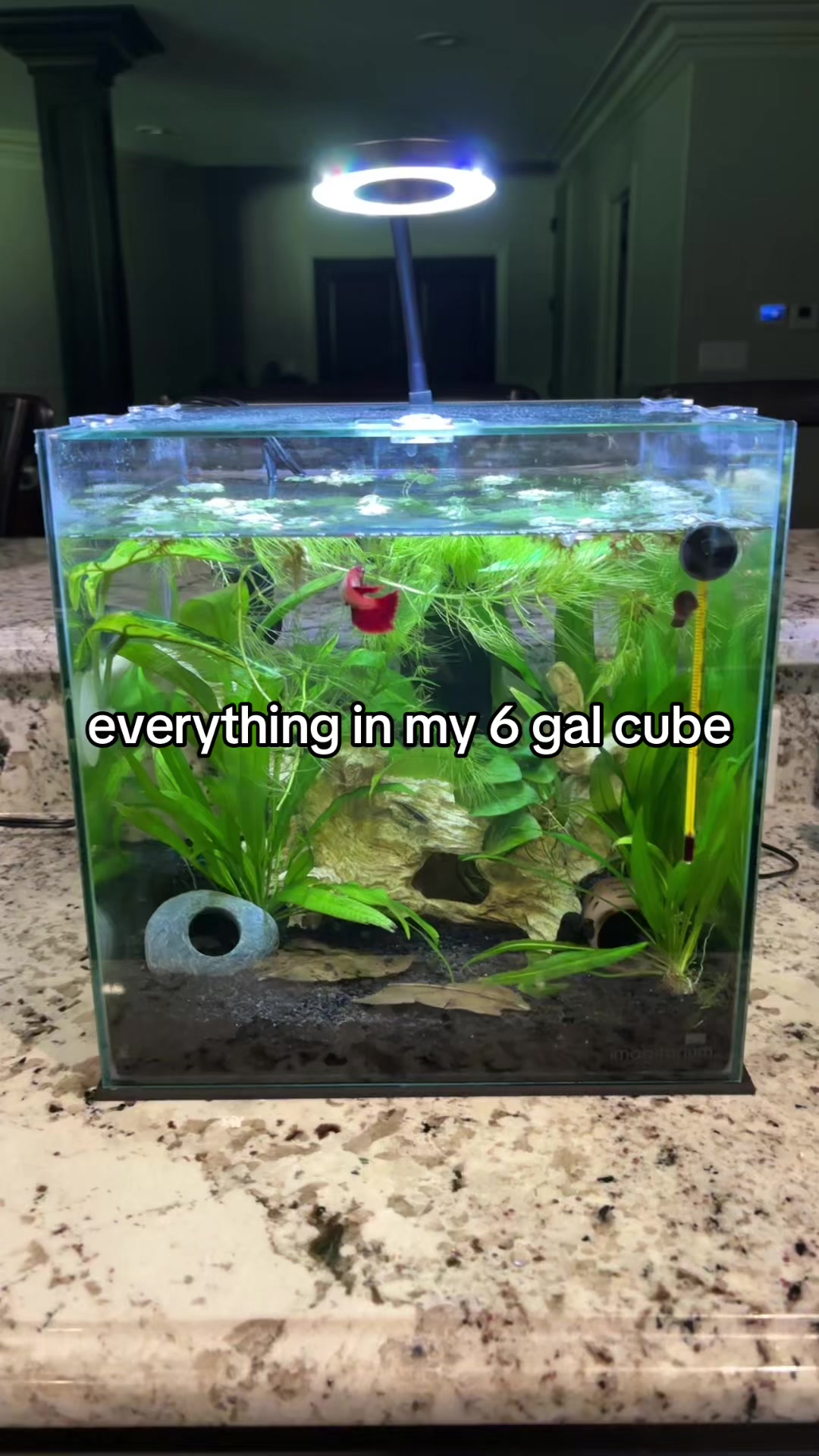 @betta fish