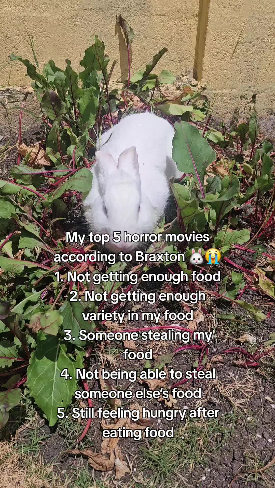 @MixedPetCollective
