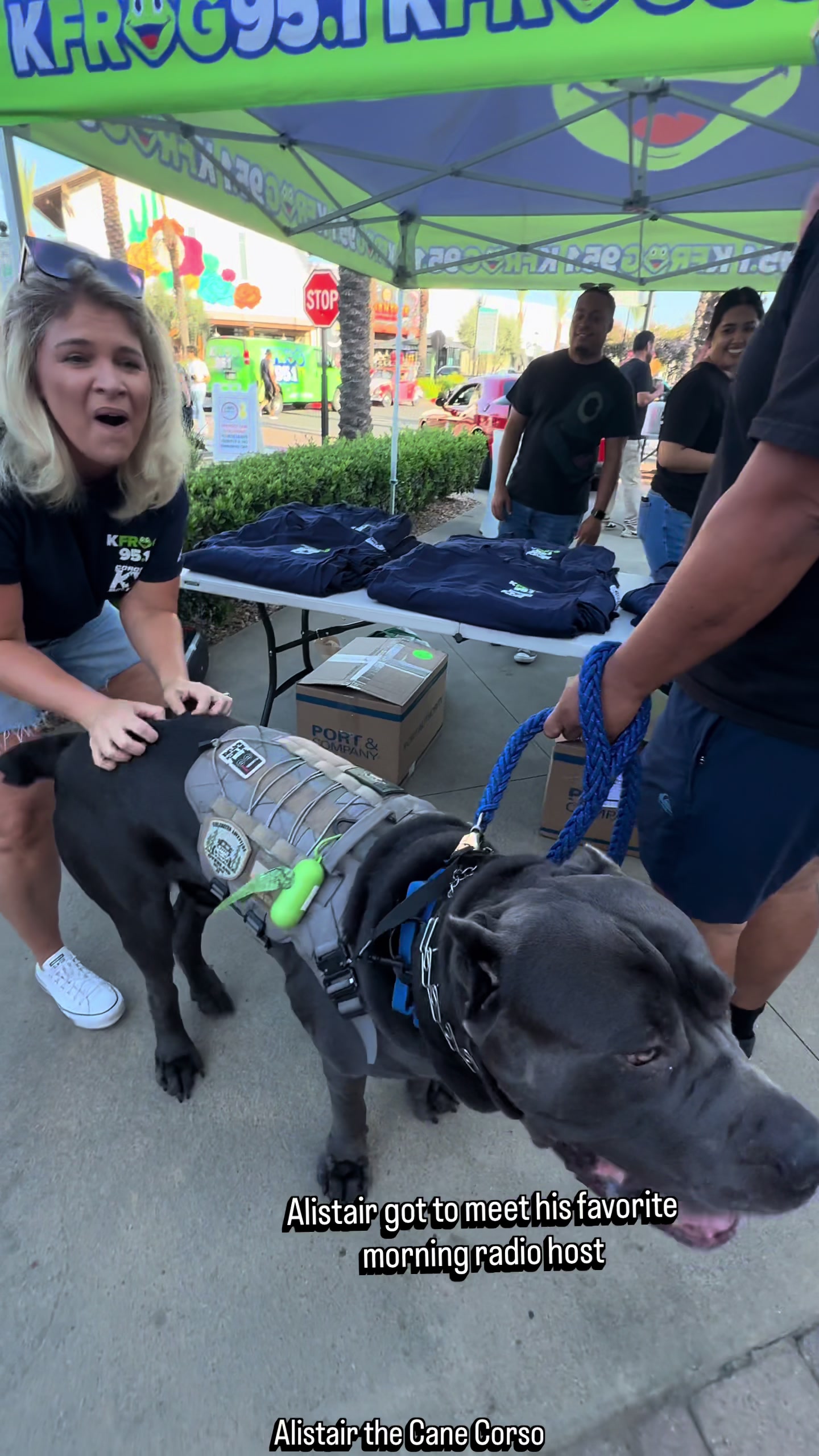 @Alistair the Cane Corso