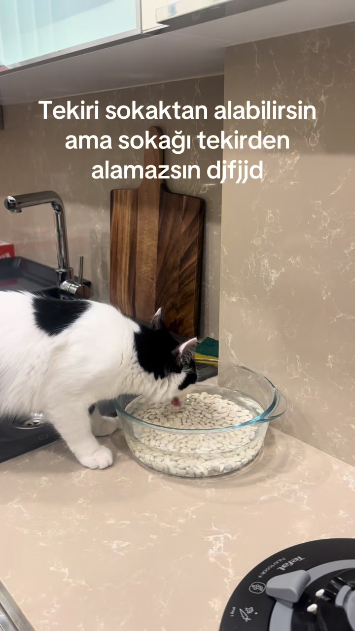 @Almira &Ouml;z&ccedil;elik