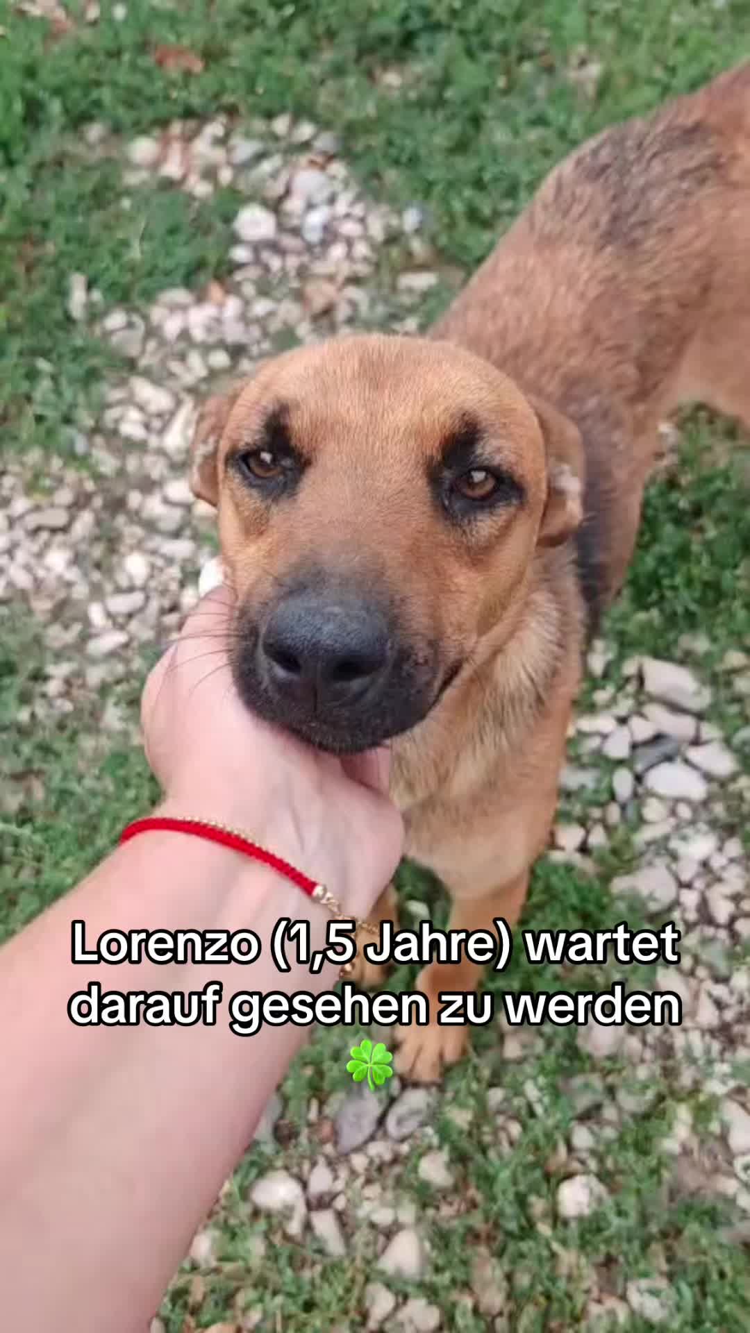 @Ankerhunde e.V.