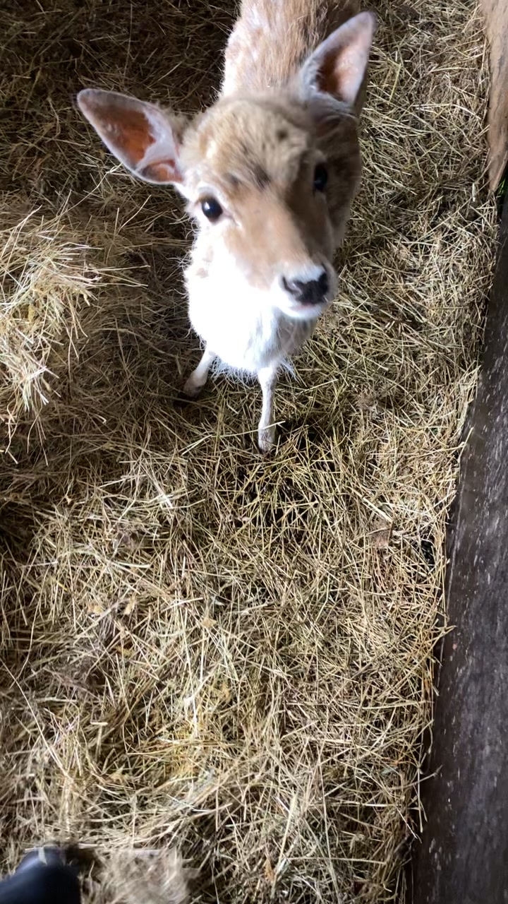 @Boo__Farm